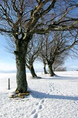 Landschaft mit Weidbuchen im Winter.