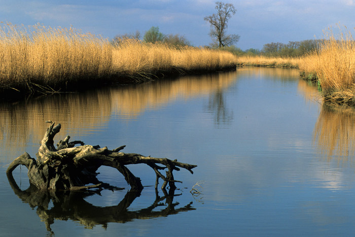 Landschaft Nationalpark Biesbosch (NL)