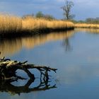 Landschaft Nationalpark Biesbosch (NL)