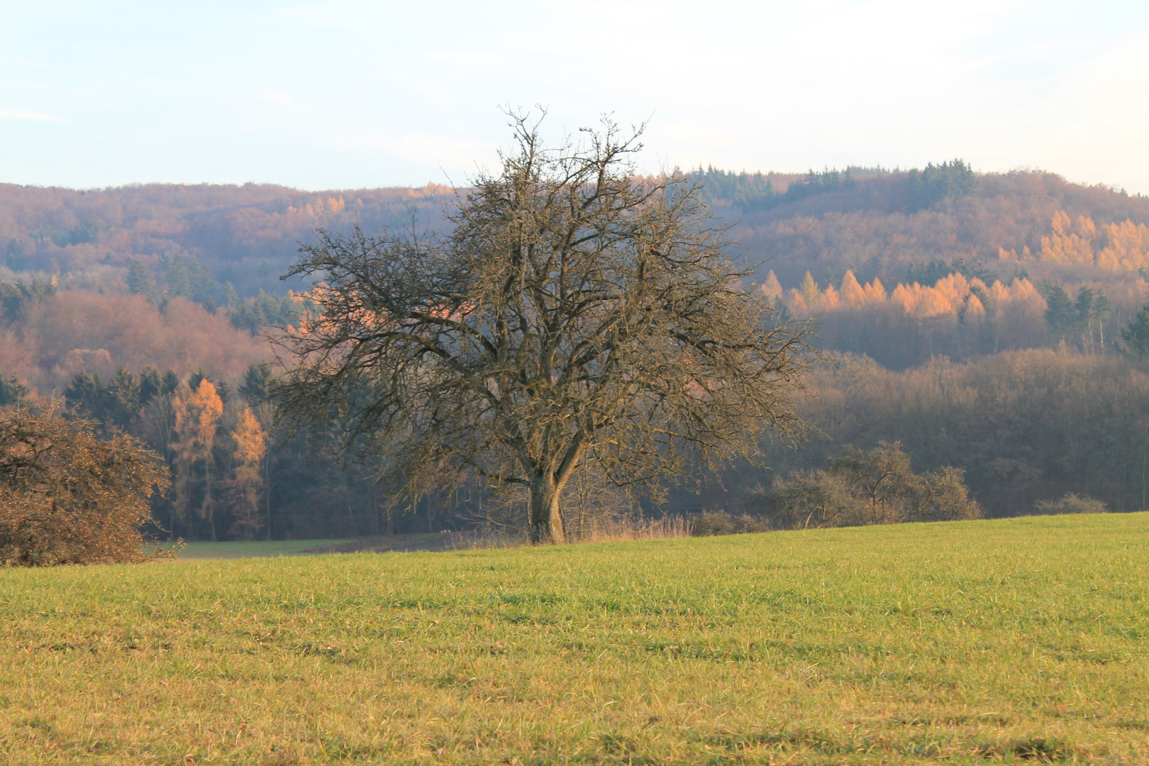 Landschaft Porträ Baum