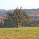 Landschaft Porträ Baum