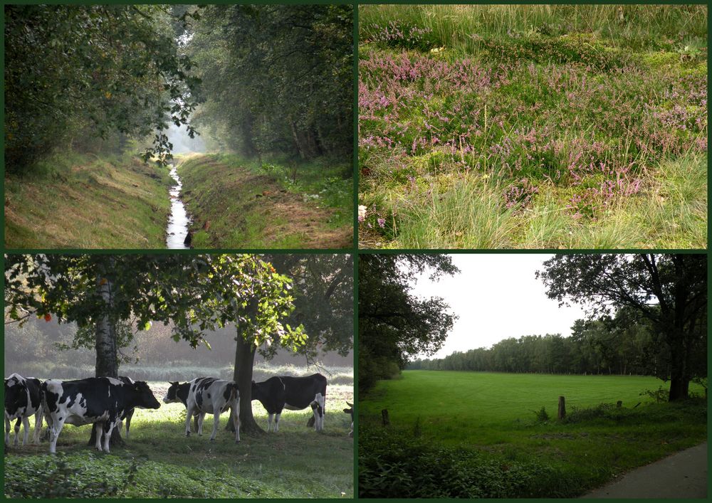 Landschaft rund um den Moorhof in Brokeloh.