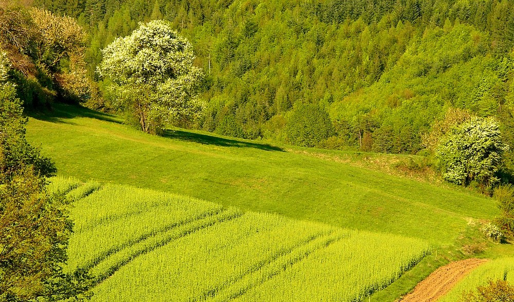 . . "Landschaft schaun' . . "