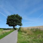 Landschaft Schleswig-Holstein (Damp)