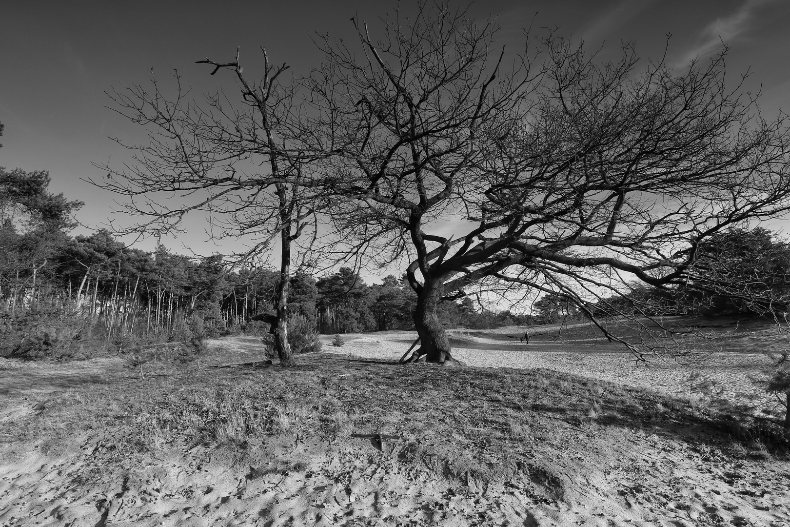 Landschaft schwarz weiß