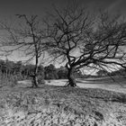 Landschaft schwarz weiß