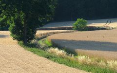 Landschaft Sommer 2021 003