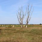 Landschaft Spätsommer