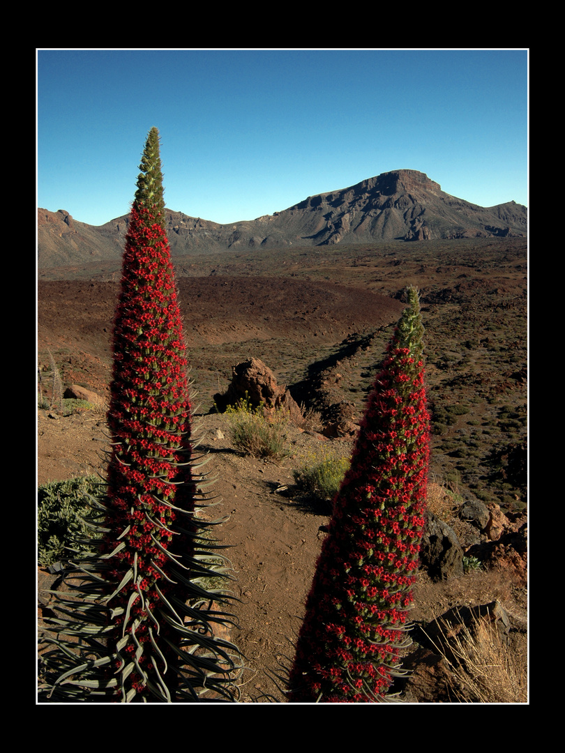 Landschaft - Teneriffa