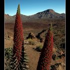 Landschaft - Teneriffa