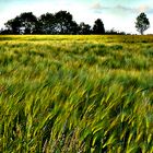 Landschaft (überstrahlt)