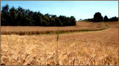 ... Landschaft um Marienborn