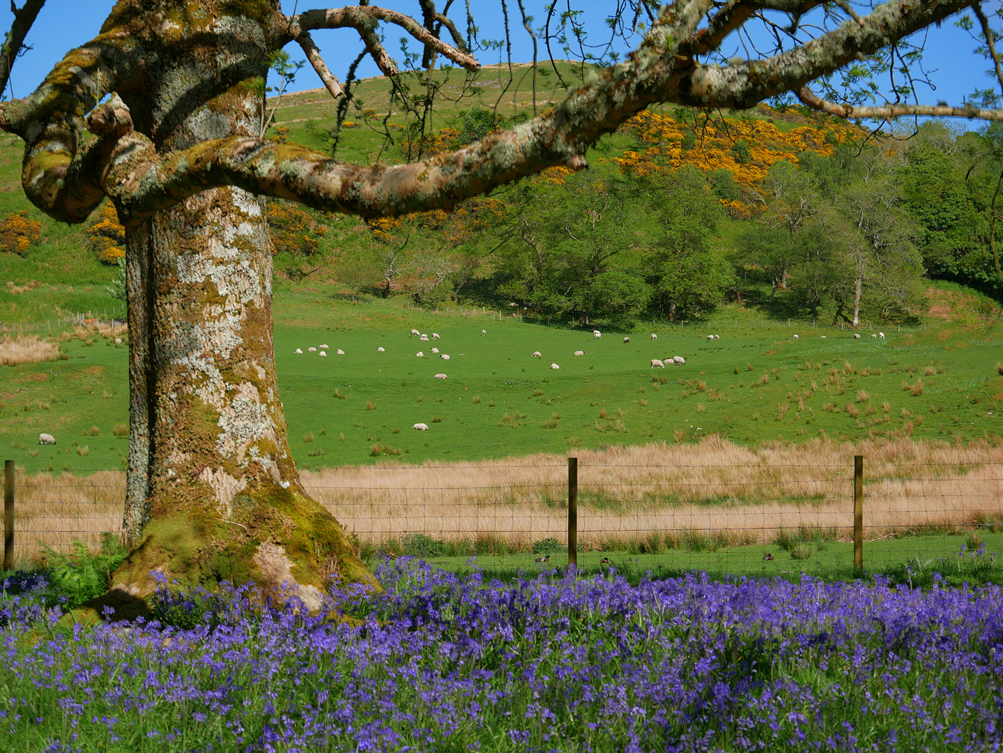 Landschaft um Oban