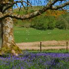 Landschaft um Oban