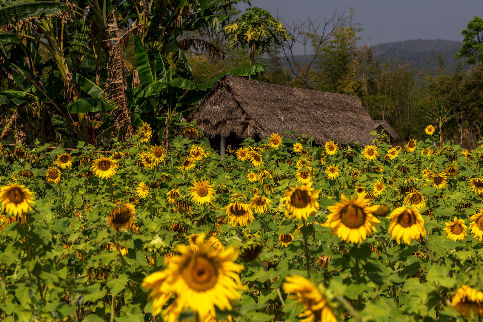 Landschaft und Häuser am Inle Lake IV