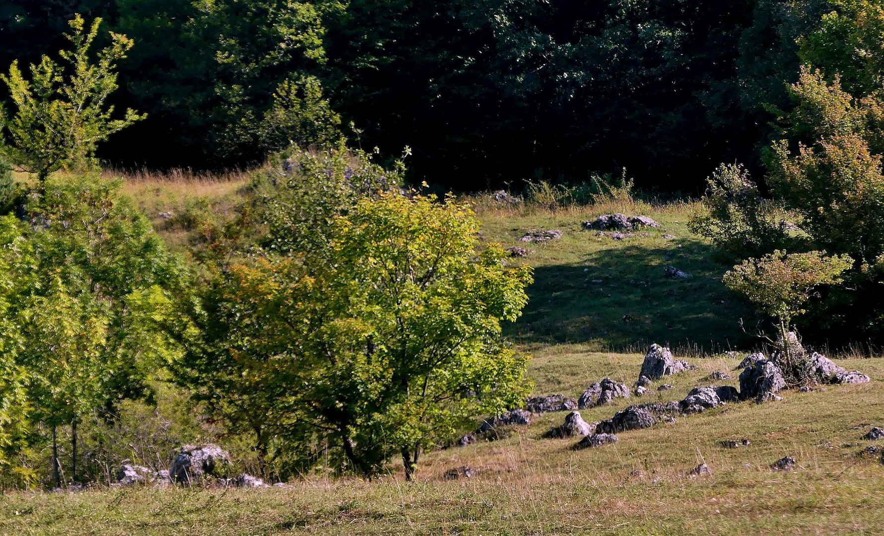 Landschaft unterm Albtraufwald.....