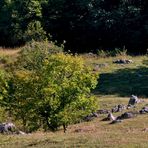 Landschaft unterm Albtraufwald.....