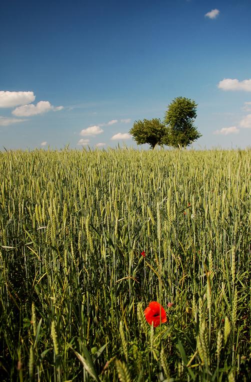 Landschaft vertikal