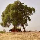 Landschaft von Ethiopia