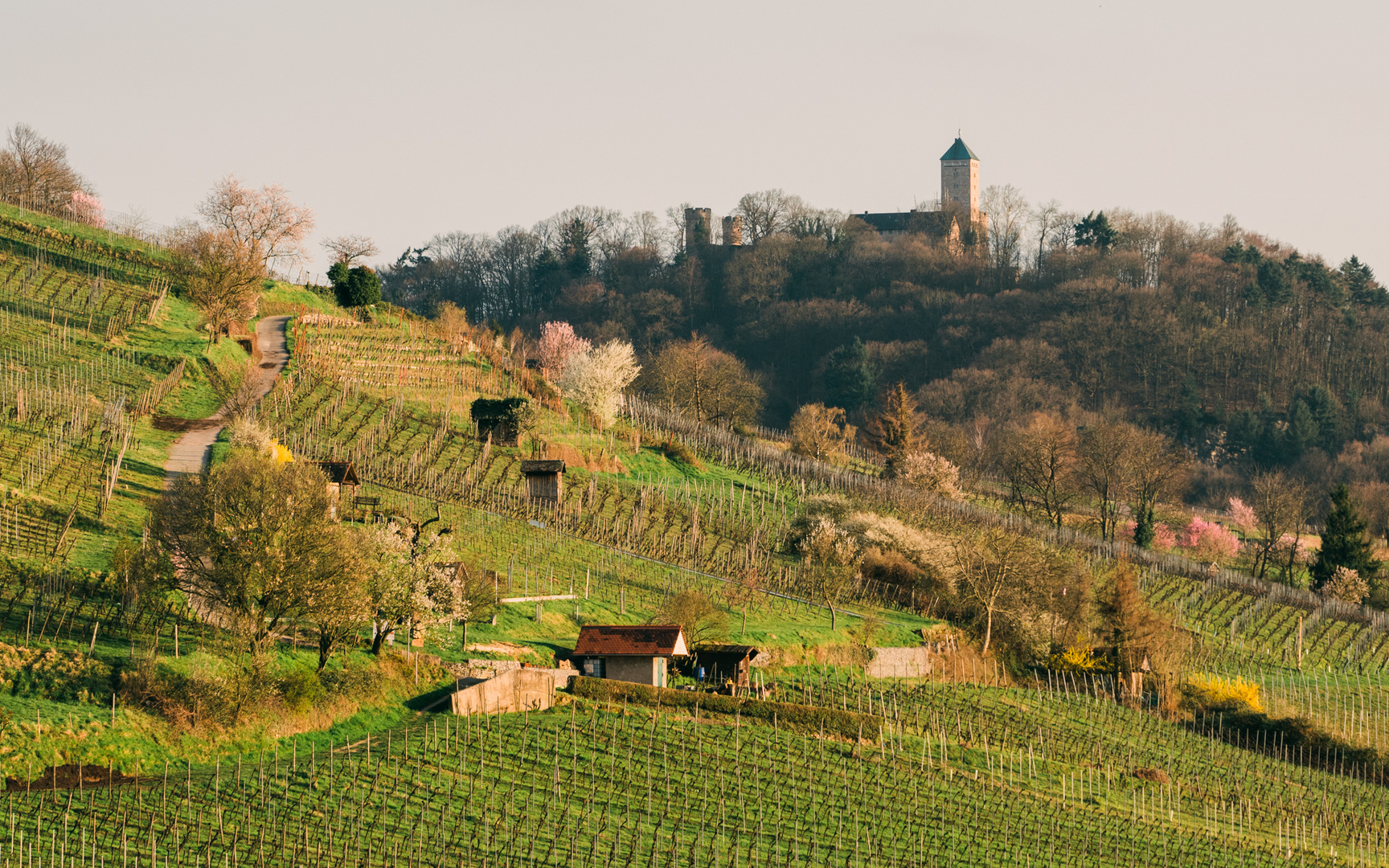 Landschaft vor Starkenburg Heppnheim 2020