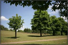 Landschaft Wildpark Silz - Gehege der Rehe