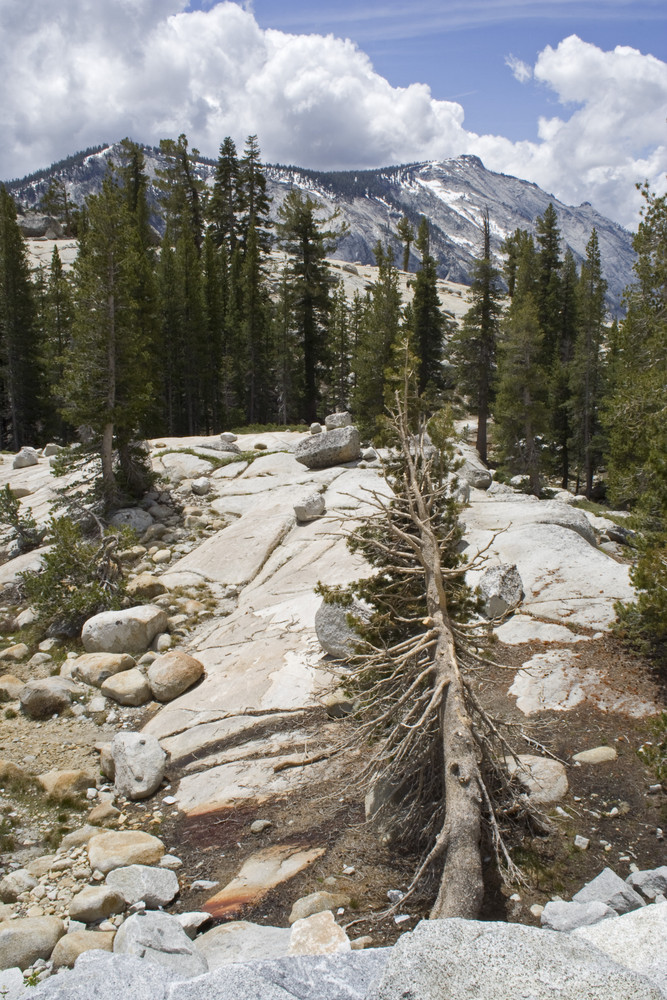 Landschaft Yosemite Park