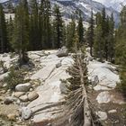 Landschaft Yosemite Park