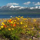 Landschaft zwischen Kiruna und Narvik