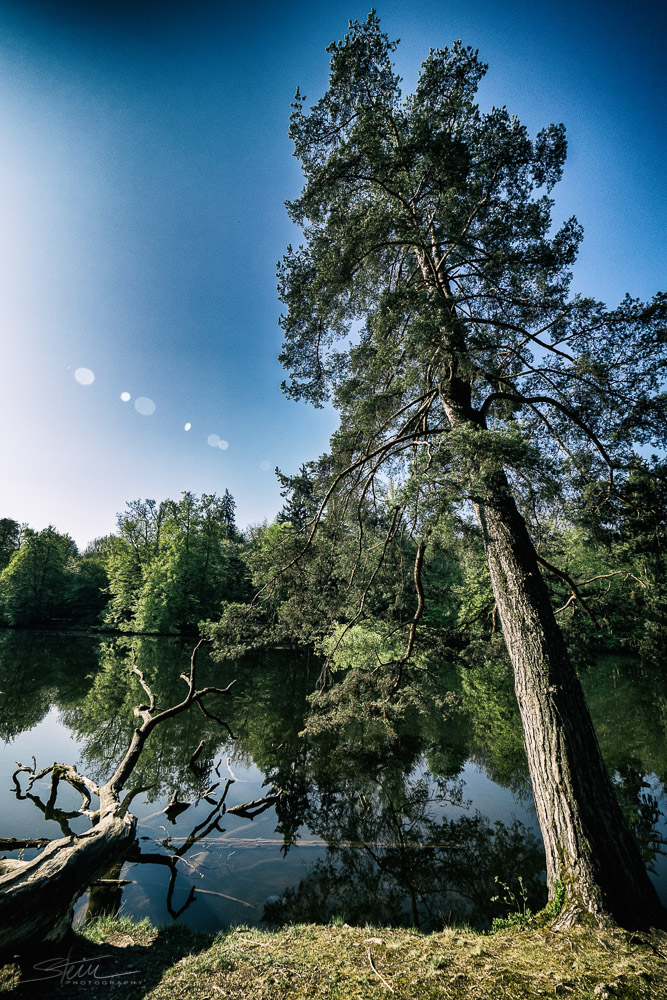 Landschaften [7] – Schiefer Baum