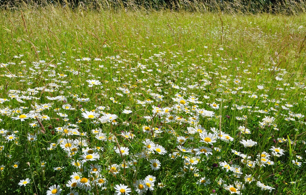 Landschaften im Britzer Park......