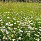 Landschaften im Britzer Park......