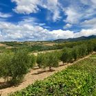 Landschaften in der Toscana 