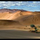 Landschaften in Namibia XVI - Angriff der Pflanzen