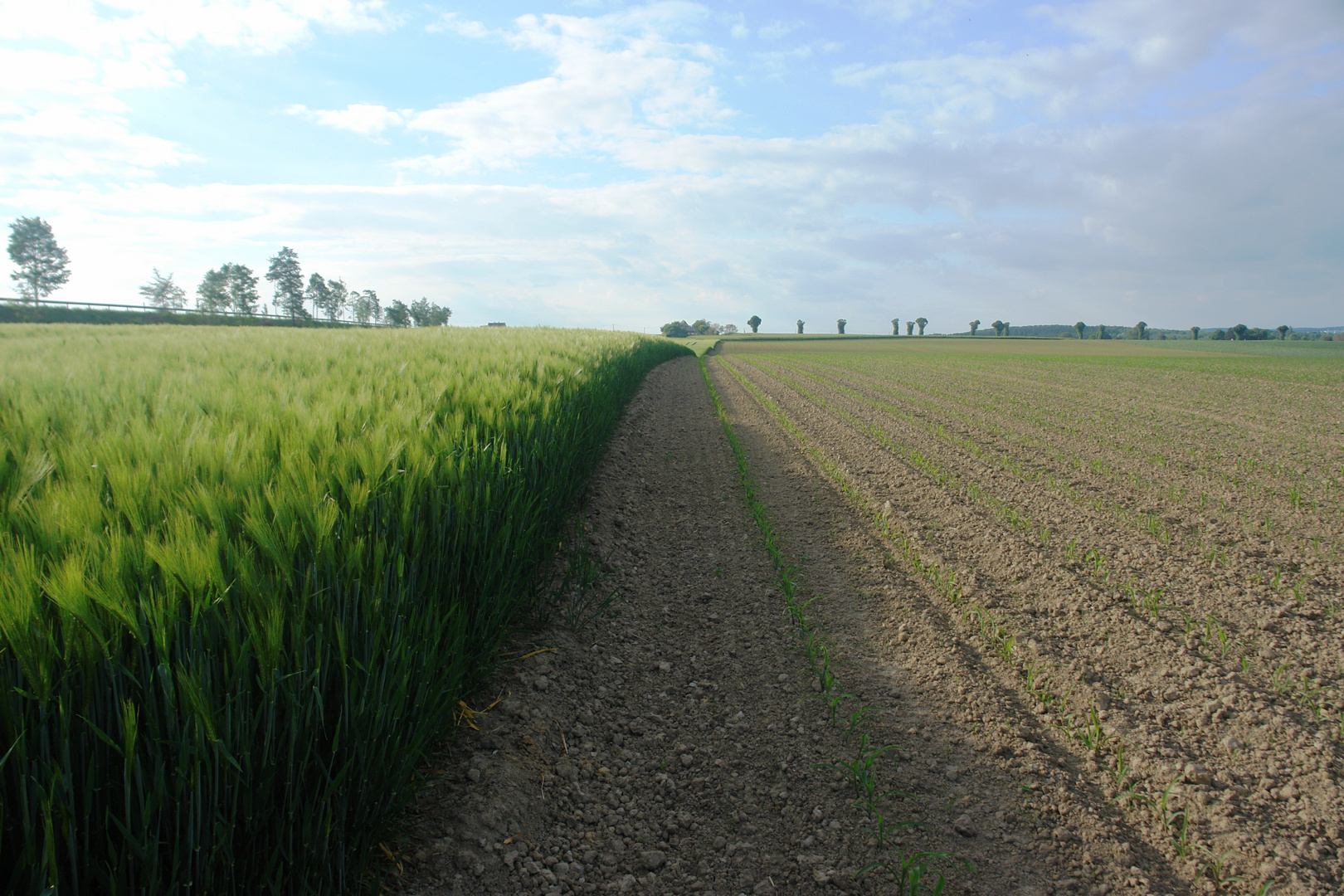 Landschaft...Feld