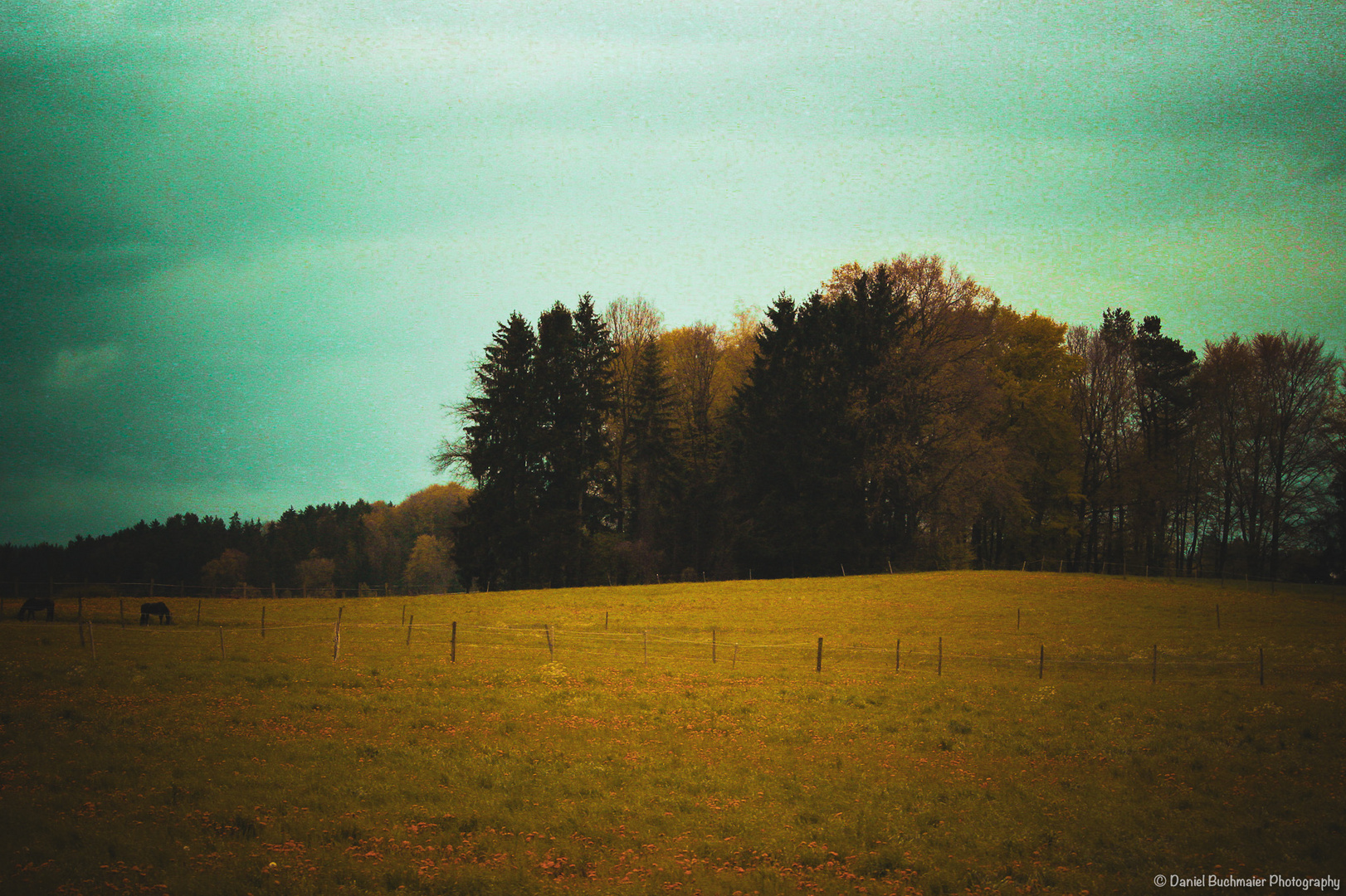 Landschafts Foto mit 2 Pferden 