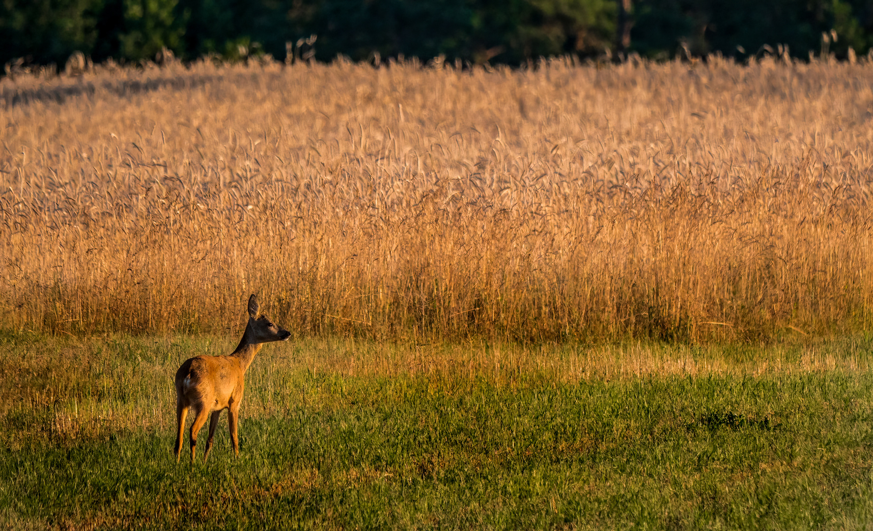 "LANDSCHAFTS- oder TIERBILD" ?