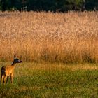 "LANDSCHAFTS- oder TIERBILD" ?