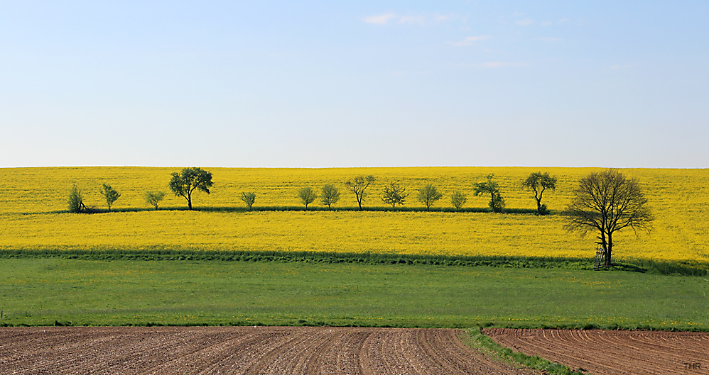 Landschafts-Strukturen mit Raps