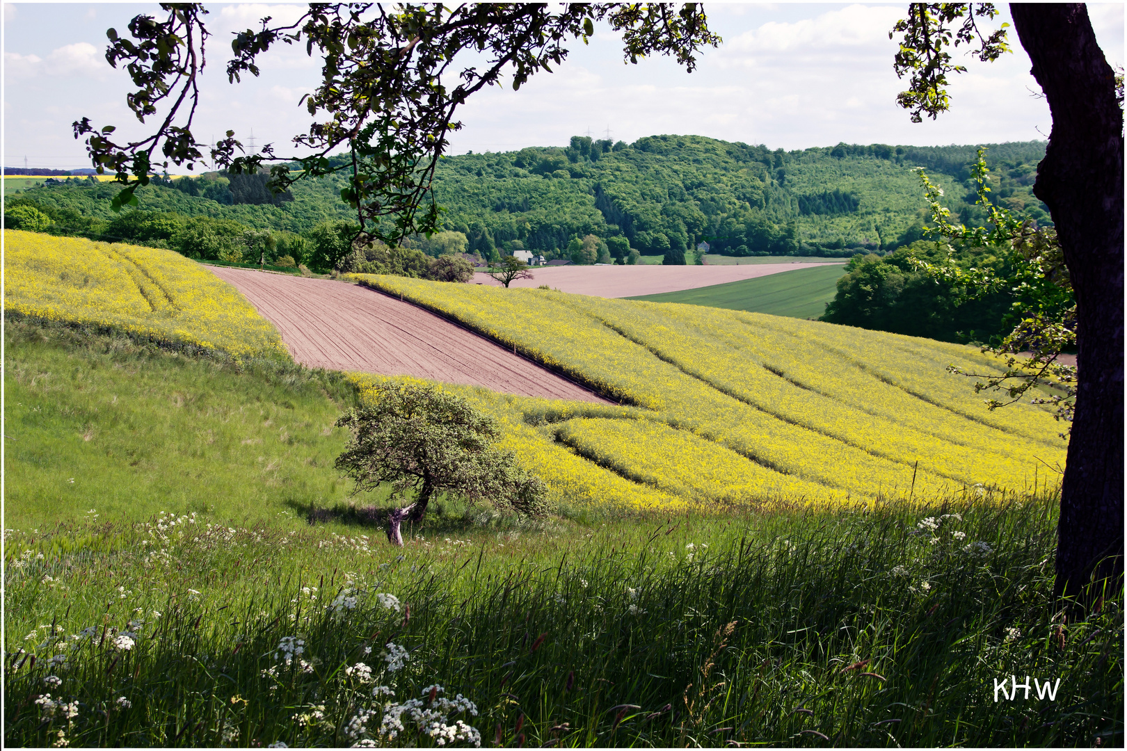 Landschaftsansicht mit Rapsfeld