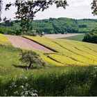 Landschaftsansicht mit Rapsfeld