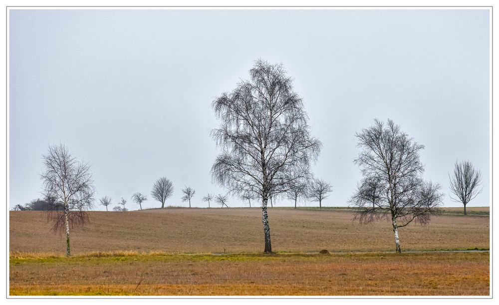 Landschaftsbäume