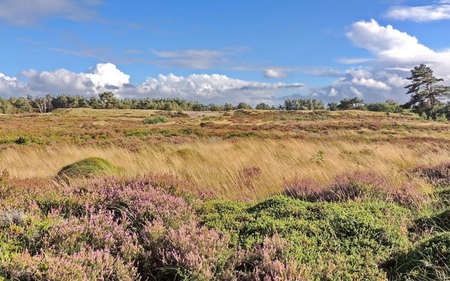 Landschaftsbild - Insel Hiddensee