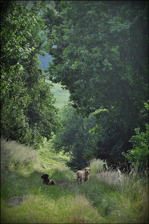 Landschaftsbild mit Hund