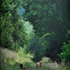 Landschaftsbild mit Hund