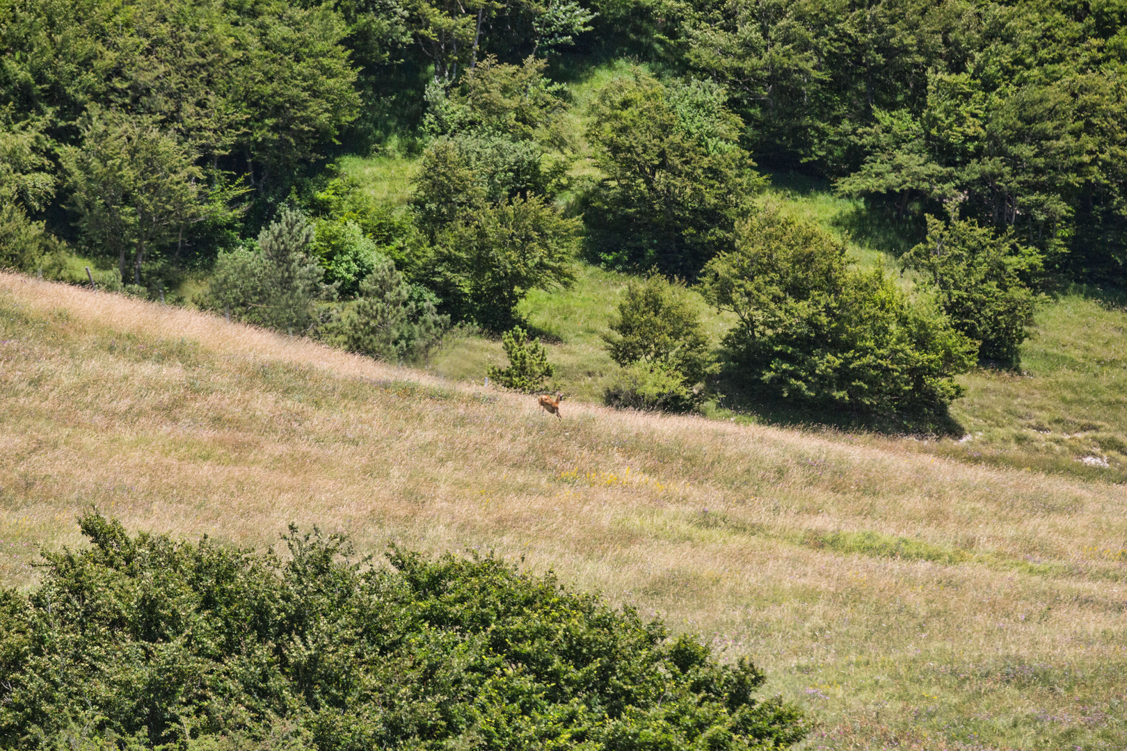 Landschaftsfoto - -  MIT REH !!