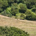 Landschaftsfoto - -  MIT REH !!