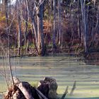 Landschaftsgestaltung durch den Biber