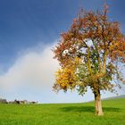 Landschaftsidylle im Herbst