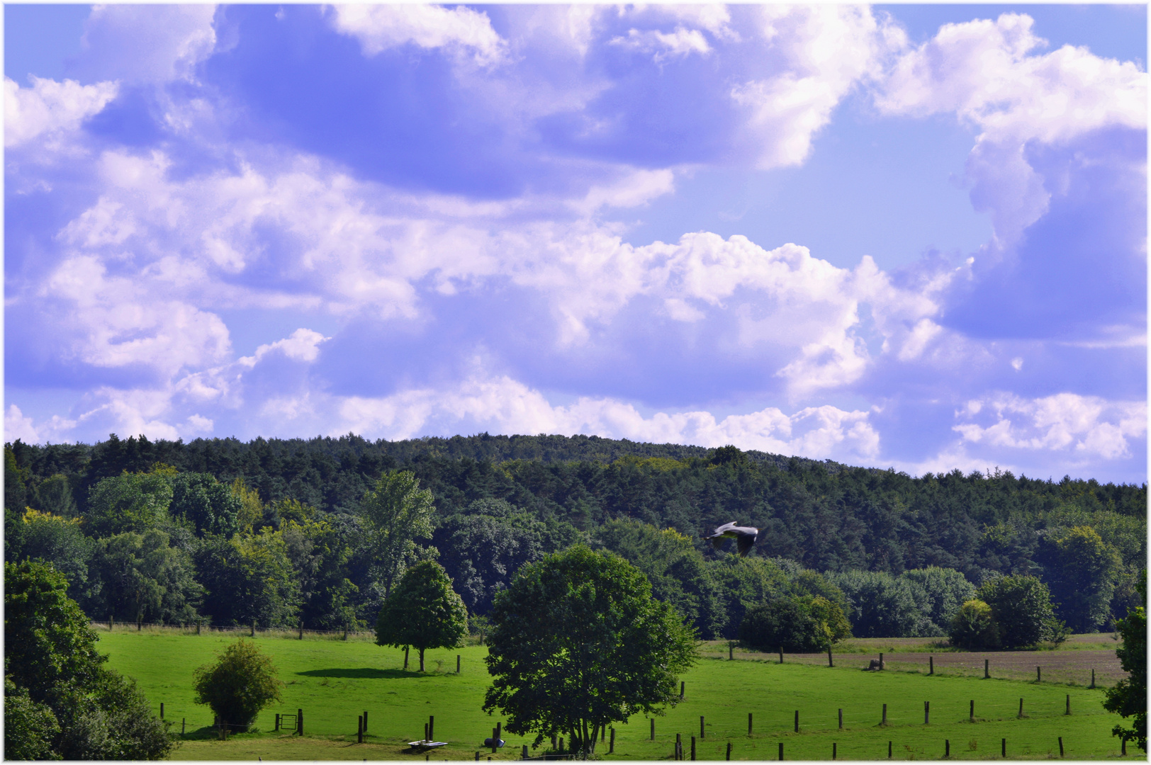 Landschaftsidylle mit Graureiher