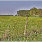 Landschaftspano -Wald &Wiesen